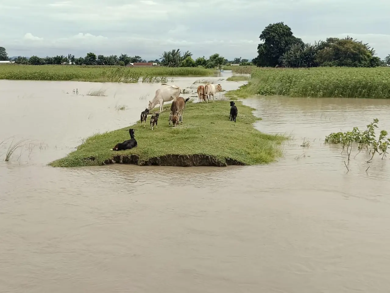 Assam Floods Relief Appeal